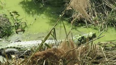 Yangon, Myanmar 'daki Tharkayta timsah çiftliğinde yüzen büyük, tuzlu su timsahı.