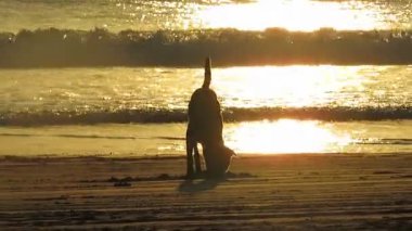 Gün batımında sahilde kazı yapan bir köpek.