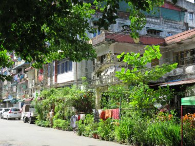 Yangon, Myanmar 'da renkli bitkiler. JPG