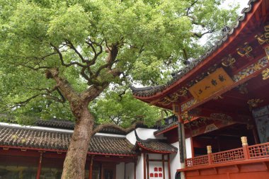Hangzhou, Çin 'deki Budist Tapınağı ve ağacı