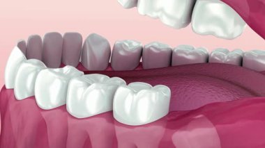 Sağlıklı insan dişleri ve diş etlerini gösteren detaylı üç boyutlu illüstrasyon, diş ve sağlık hizmetleri için mükemmel