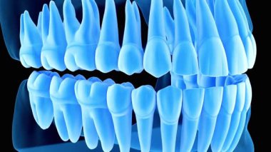 Detaylı mavi diş modeli insan dişi yapısını gösteriyor