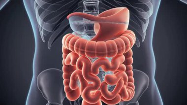 İnsan sindirim sisteminin şeffaf bir bedene sahip ayrıntılı bir çizimi eğitim ve tıbbi amaçlar için iç organları gösteriyor.