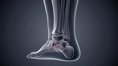 Tıbbi ve eğitimsel kullanım için son derece detaylı saydam ayak bileği ve ayak kemikleri