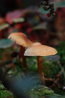 sonbahar ormanda mantar