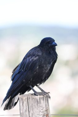 Parkta siyah bir kuzgun, arka planda, yakın plan -