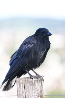 Tahta bir çitte karga