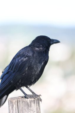 a crow sits on a fence and eats food