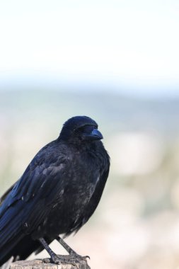 crow on the rock, spain