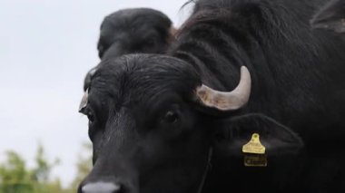 siyah inek yakın çekim