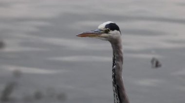 Göldeki büyük gri balıkçıl kuşunun yakın çekimi.