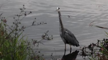 Gölde kara balıkçıl