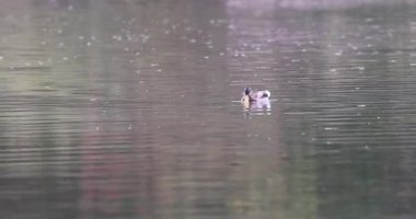 Gölde küçük bir kuş