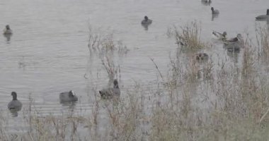 Kış gölündeki ördekler. Göldeki kuşlar ve ördekler. Ördekler gölde yüzer. Kış. Sudaki kuşlar. Ördekler yüzer.