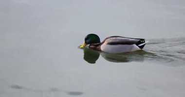 Küçük bir ördek suda yüzüyor.