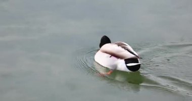 Ördek gölde yüzüyor.