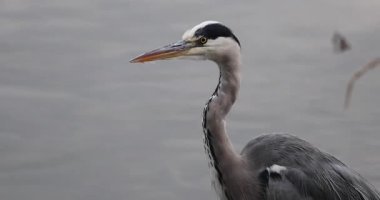 Göldeki büyük balıkçıl.