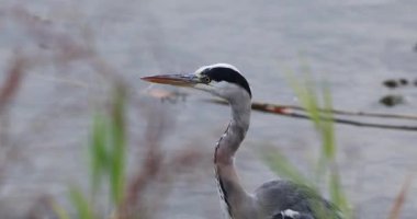 Bir balıkçıl suyun içinde duruyor.