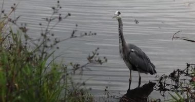 Nehir kıyısında kara balıkçıl.