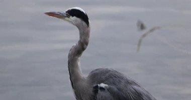 Gri balıkçıl suda