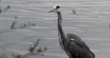 Vahşi doğada bir kuş