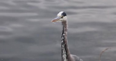 vahşi doğada büyük ak balıkçıl