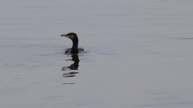 Büyük ibikli karabatak gölde yüzüyor.