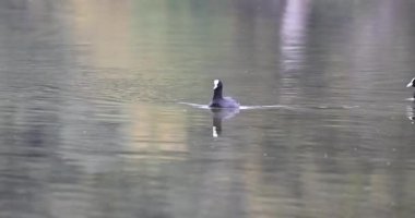 Siyah başlı ördek (podices ridibundus )