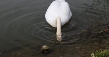 Güzel beyaz kuğu gölde Yüzme.