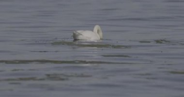 Yazın göldeki beyaz kuğu.