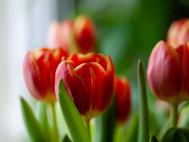 Pencere kenarındaki parlak kırmızı laleler sabah ışığı, taze yapraklar ve canlı yeşil saplar taze buketlerle canlandırıcı bahar manzarası yaratır.