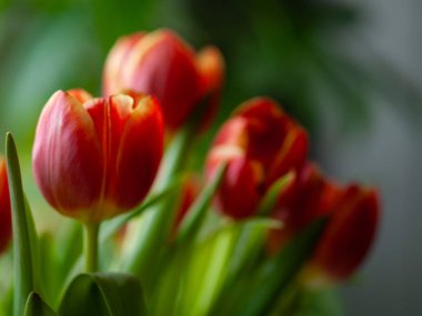 Tek bir lale kümesi, yumuşak karamsar ışık minimalist natüralist natürmort yaşam bileşimini hatırlatır. Şekil, siluet ve dokuyu vurgular.