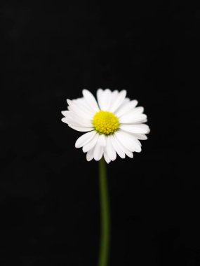 Hassas çiçek, sükunet ve iyimserliği temsil eder. Açık alanda yalnız papatya, umudu simgeler.