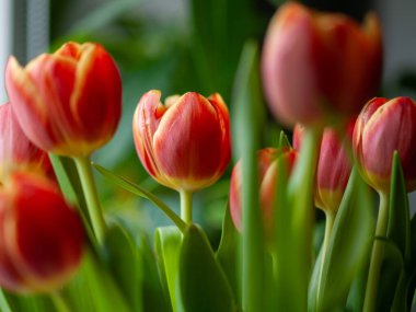 Kapalı kırmızı turuncu laleler pencere eşiğinde sıcak sabah ışıklarını yakalıyor, yemyeşil yapraklar ve yumuşak bokeh