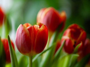 Masanın üzerinde kırmızı lale süsü, yumuşak akşam parıltısı samimi bir akşam yemeği atmosferi oluşturur. Çerçeveleme çerçevesi, parlak yapraklar.,