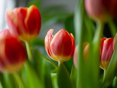 Kırmızı lale cam ışığında parlak turuncu yaprakları gösteriyor, keskin ön plan odağı yumuşak bokeh