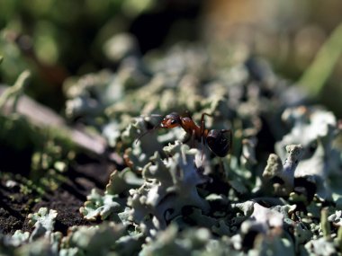 Bir karıncanın lichcovered bir yüzeyi incelikle keşfederek, doğanın karmaşıklığını gösteren son derece detaylı bir görüntüsü.