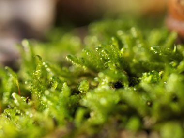 Geniş kapsamlı bir makroskobik bakış açısı canlı yeşil yosunları gösteriyor, doğanın karmaşık güzelliğini vurguluyor.