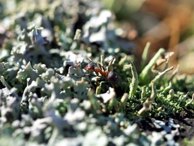 Bir karınca ile güzel liken yakın plan, gösterişli dokular ve canlı renkler biyolojik çeşitliliği vurguluyor