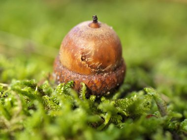 Doğadaki canlı yeşil yosunların üzerinde dinlenen yalnız bir palamut manzarası, sadeliği ve güzelliği gözler önüne seriyor.