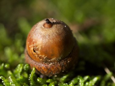 Issız bir meşe palamudunun göz kamaştırıcı yakın çekimi gür, canlı yosunlar üzerinde dinleniyor, doğanın nefes kesici güzelliğini sergiliyor.