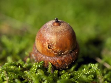 Canlı yeşil yosun üzerinde yalnız bir meşe palamudunun yakın çekimi, doğayı ve ayrıntıları vurguluyor.