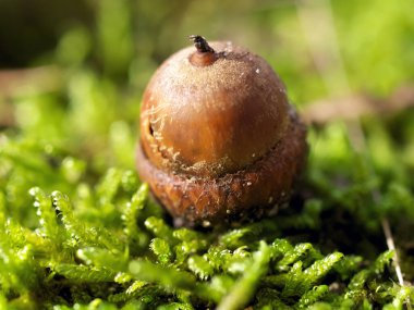 İşte size canlı yeşil yosunlara yuva yapmış bir meşe palamudunun detaylı görüntüsü. Güzelce sergilenen doğa harikaları.