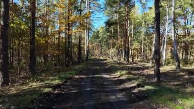Sakin ve sakin bir orman yolu berrak mavi gökyüzünün altında canlı sonbahar yaprakları sergiliyor.