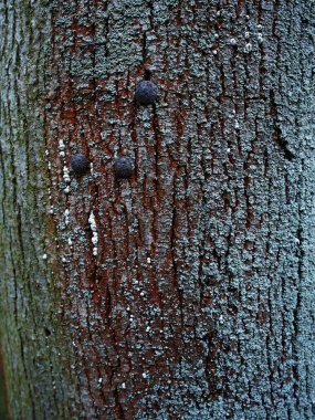 sessiz ağaç kabuğu dokusu liken serpintisi ve ince mavi toz alma, sessiz kahverengi ve gri palet, dokunsal