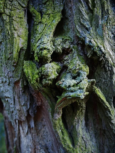 Kıvrımlı kabuklu düğüm canlı yosunlar desenli cepler, sessiz yeşil tonlar, katmanlı ahşap tahıl ve ince