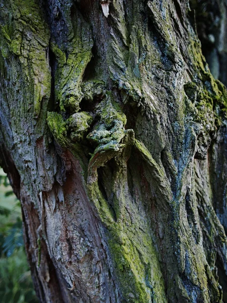 Düğümlü ağaç kabuğu spirali, zümrüt yosun ve kıvrımlı tahıl, dramatik gölge oyunu, dokunsal çıkıntılar ve organik girdaplar.
