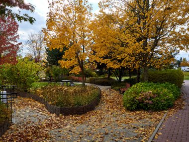 Huzurlu bir sonbahar sahnesi, sonbaharda huzurlu bir park ortamında canlı altın yapraklar sergiliyor.