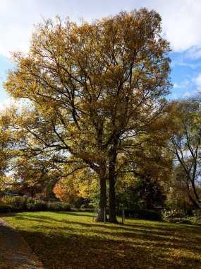 Parlak altın yapraklarla süslenmiş görkemli ve görkemli bir ağaç sonbahar mevsiminde sakin bir parkta dimdik durur.
