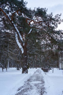 Karlı orman gezintisi, yüksek çam ağaçları ve düz yollar, donmuş gövdeler ve örgü örülmüş topraklar, lider bir perspektif yaratır.